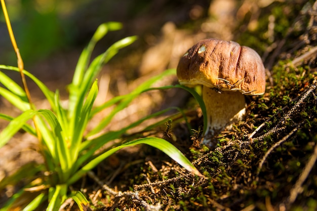 Fall mushroom in the forest on grass