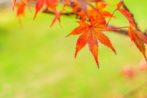 秋の自然の葉ライトパーク