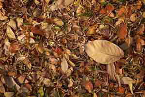 Free photo fall pho leaf with soft light and soft focus