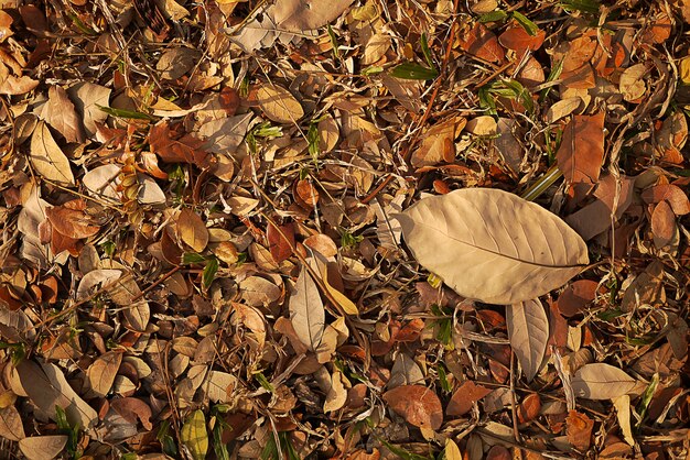 부드러운 빛과 부드러운 초점을 가진 가을 포 잎