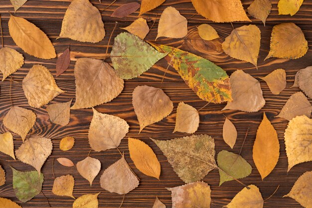 Fall set with variety of fallen leaves