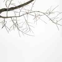 Бесплатное фото Падение ветви дерева на белой поверхности