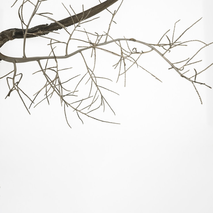 Free Photo fall tree branch on white surface