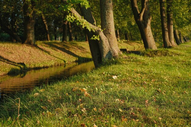 草の上の落ち葉、クローズアップ。セレクティブフォーカス。公園での暖かい秋の夜、池の岸にある菩提樹、自然の背景