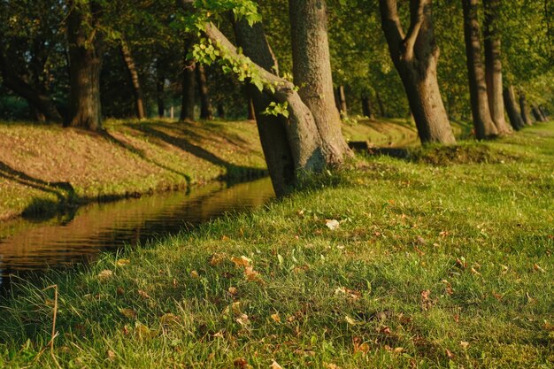 Fallen leaves on the grass, close-up. selective focus. Warm autumn evening in the park, linden trees on the shore of the pond, natural background