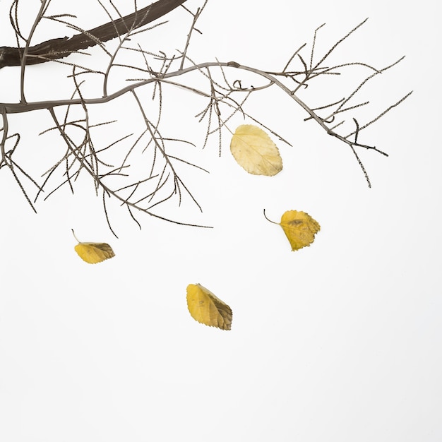 Fallen tree branch with dry leaves