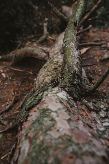 Fallen tree