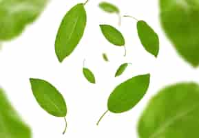 Бесплатное фото Падающие зеленые листья сливы или чая, изолированные на белом фоне. концепция левитации еды. ботанический узор, коллаж. крупным планом, пространство для копирования, вид сверху