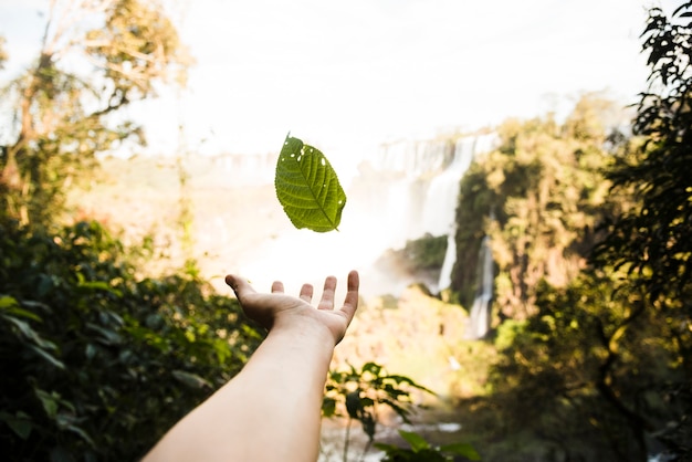 Falling leaf with blurred background