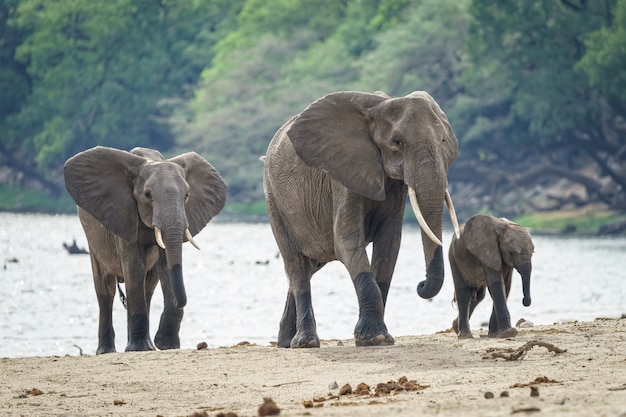 Family of African elephants walking near the river with a forest in the background