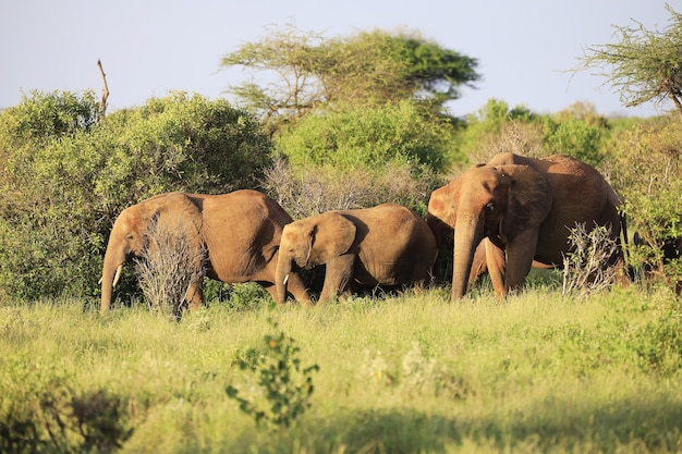 Tsavo 이스트 국립 공원, 케냐, 아프리카의 코끼리 가족