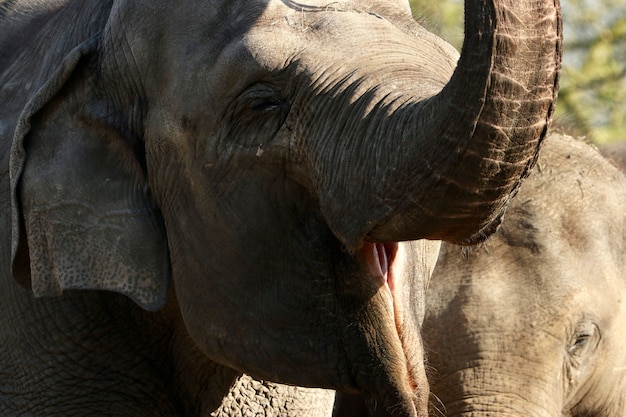 Free photo family of elephants