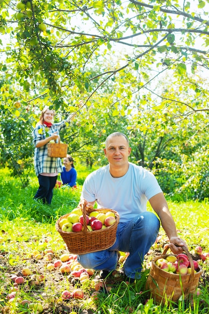 family gathers apples in  garden