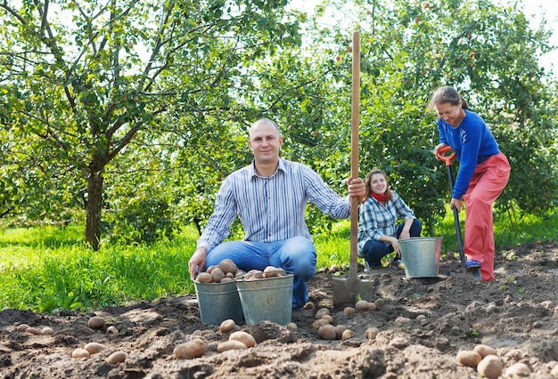 정원에서 감자를 수확하는 가족