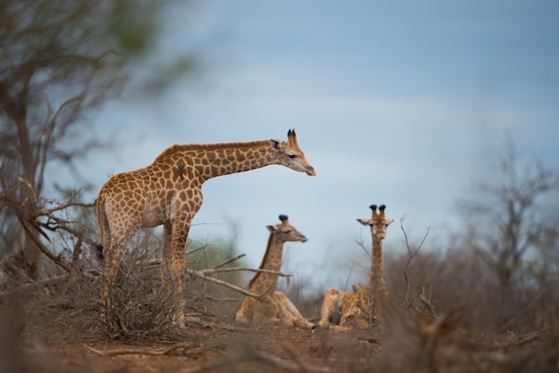 Foto gratuita famiglia di jiraffe