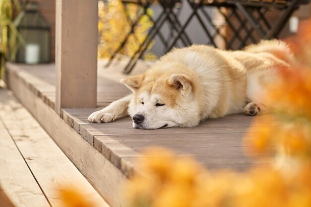 家族、犬。晴れた秋の日にカントリーハウスのオープンベランダに横たわる美しい手入れの行き届いた犬柴犬が静かに見守っています