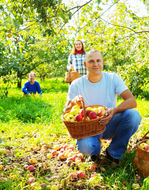 family picks apples in  orchard