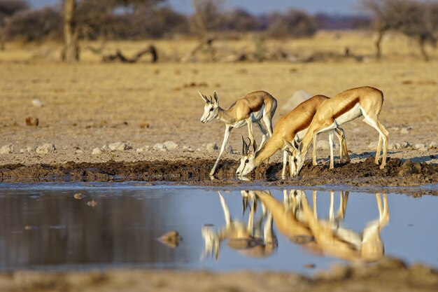 Family of springboks drinking water from a dirty lake