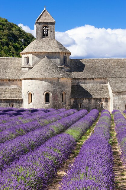 Free Photo famous abbey of senanque. france.