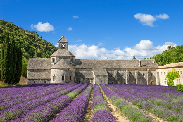 Senanque와 라벤더 꽃의 유명한 수도원. 프랑스.