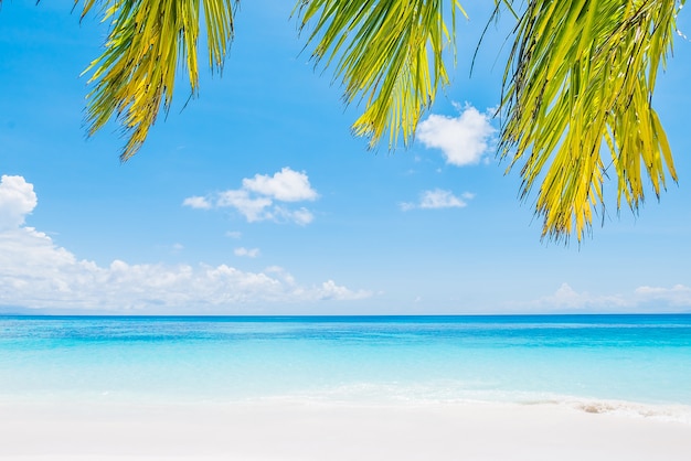 Fantastic beach with palm trees