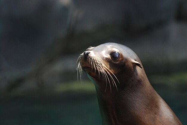 Fantastic Face of a Young Sea Lion