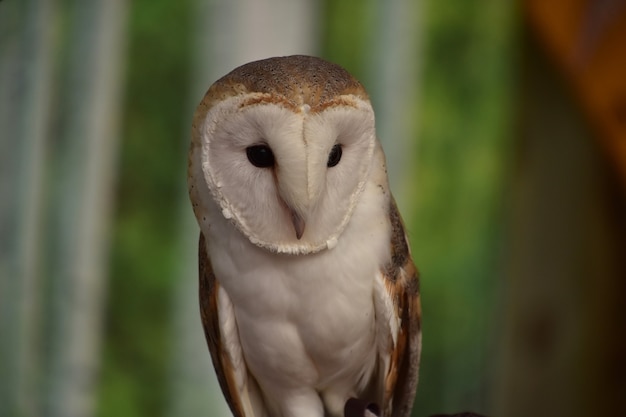 Free photo fantastic look at a barn owl's face while perched