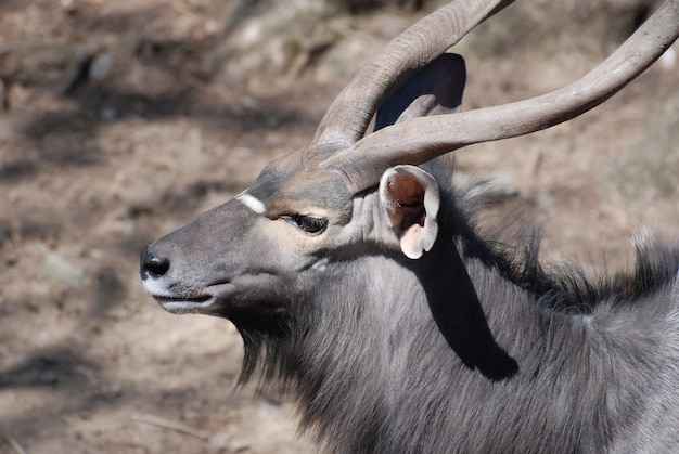 Free photo fantastic look at a nyala buck with spiral horns.