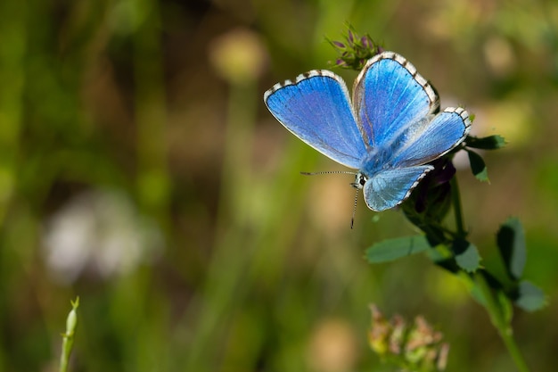 자연 표면과 잔디 단풍에 아름다운 아도니스 블루 나비의 환상적인 매크로 샷