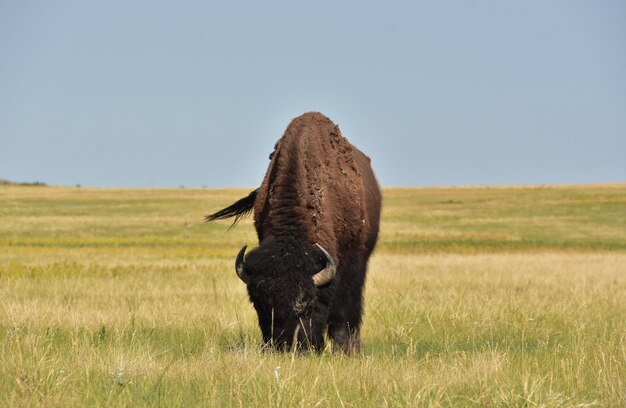 Fantastic prairie with a bison grazing on the grasses in South Dakota.