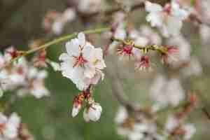 Foto gratuita fantastica scena con fiori di mandorlo