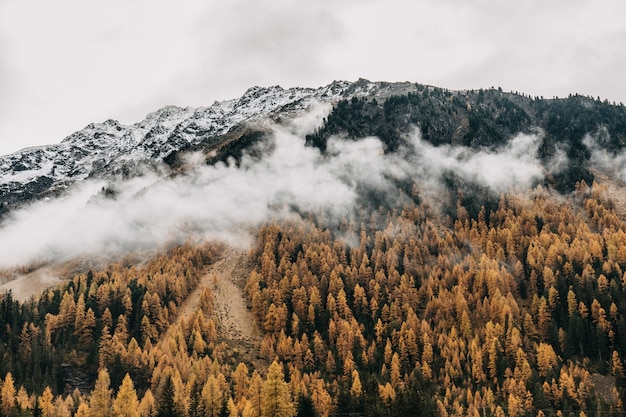 Fantastic shot of low flying heavy clouds covering a densely forested mountain slope in the autumn