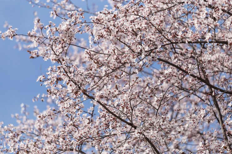 Free Photo fantastic trees in bloom