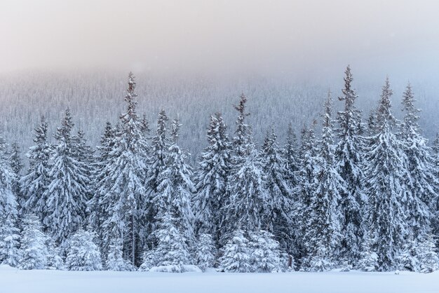 Фантастический зимний пейзаж. Накануне праздника. Драматическая сцена. Карпаты, Украина, Европа. С Новым Годом