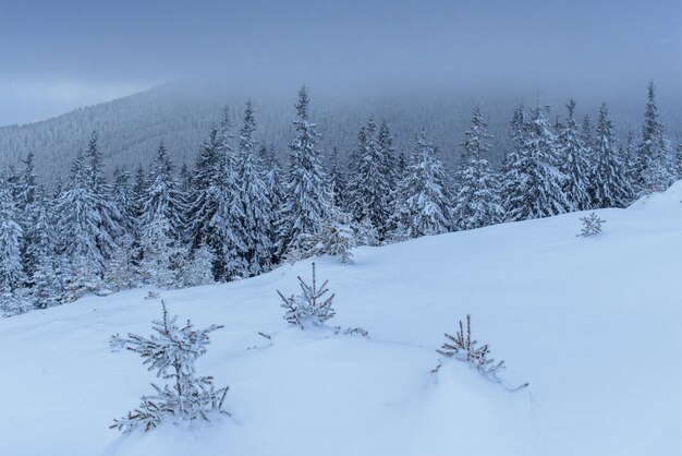 Fantastic winter landscape. On the eve of the holiday. The dramatic scene. Carpathian, Ukraine, Europe. Happy New Year