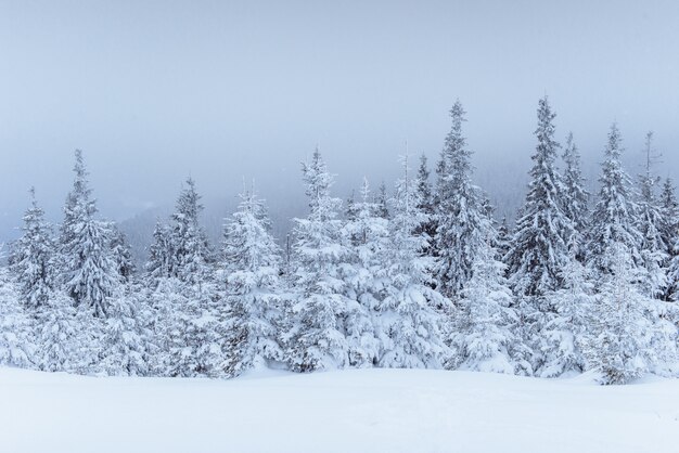 Fantastic winter landscape. On the eve of the holiday. The dramatic scene. Carpathian, Ukraine, Europe. Happy New Year