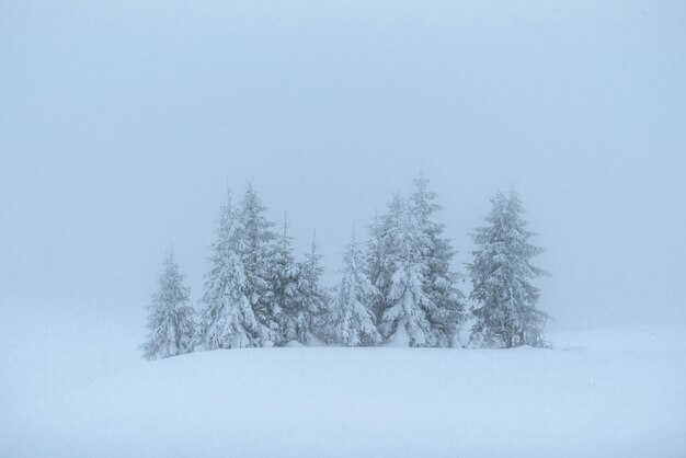 Fantastic winter landscape. On the eve of the holiday. The dramatic scene. Carpathian, Ukraine, Europe. Happy New Year