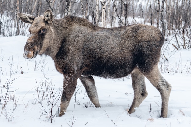 スウェーデン北部の雪に覆われた田舎を散歩する農場の動物