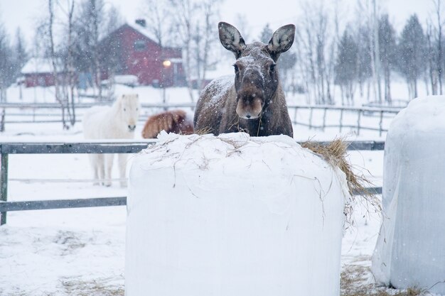 Животное на ферме гуляет по заснеженной сельской местности в Северной Швеции
