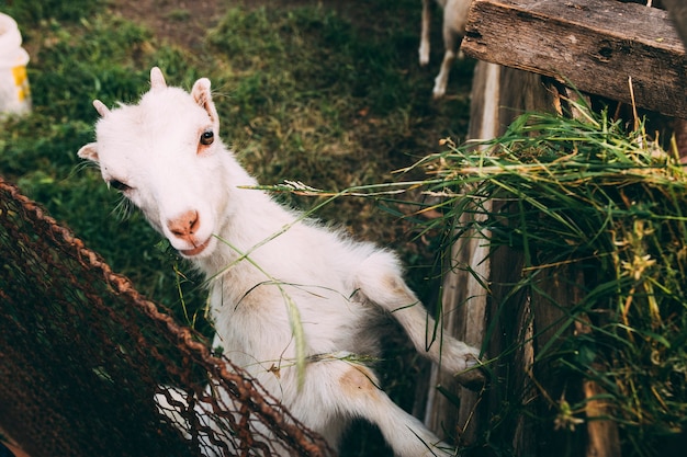 Farm concept with cute goat