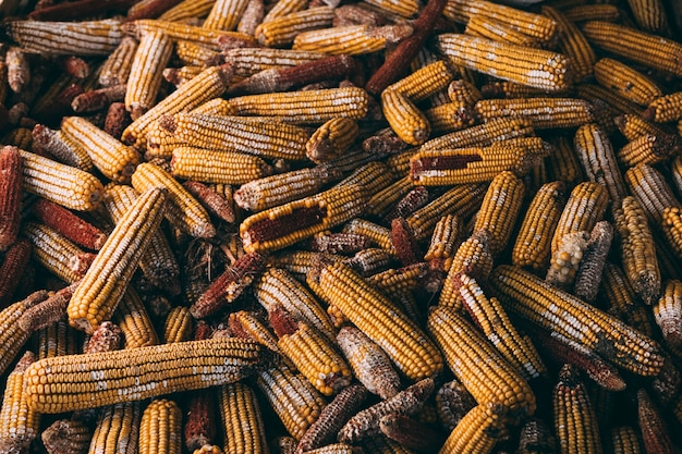 Farm concept with maize