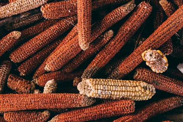 Foto gratuita concetto di fattoria con mais