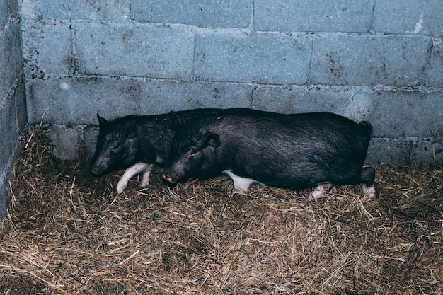 잠자는 돼지 농장 개념