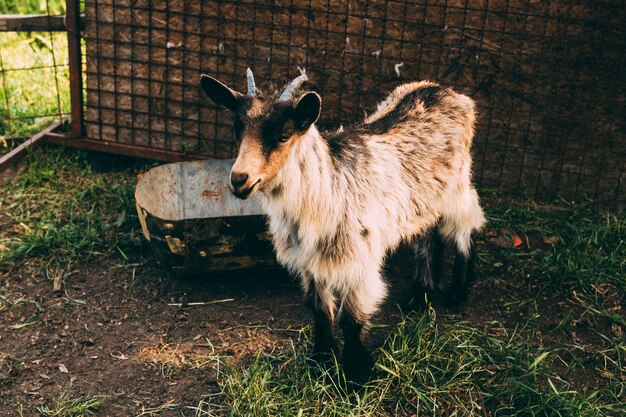 Farm concept with standing goat