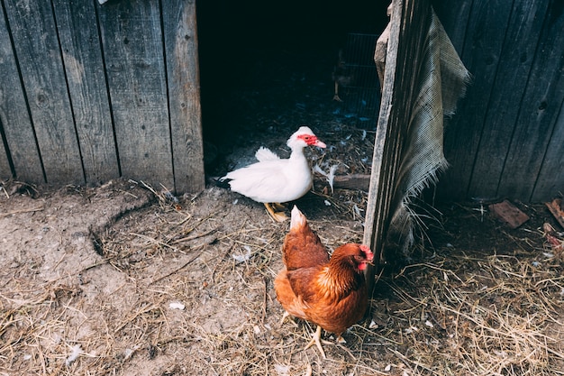 Concetto di fattoria con due polli
