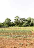Foto gratuita concetto di fattoria con piantagione di verdure