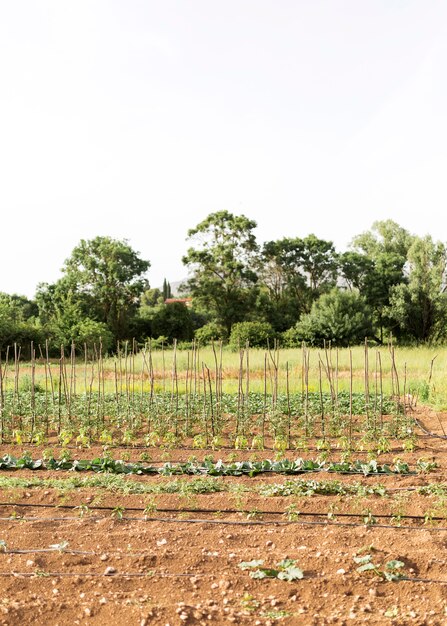 Farm concept with vegetables plantation