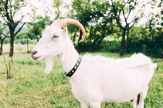 Free photo farm concept with white goat