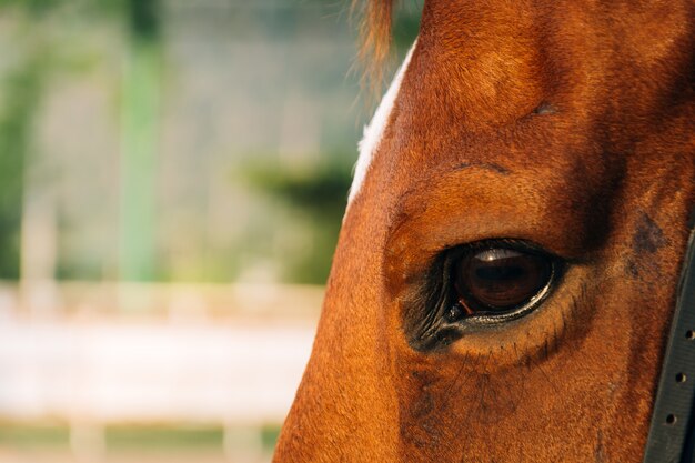 farm gelding eyelashes domestic mammal