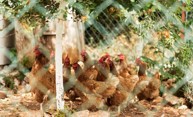 Farm life concept with chickens behind fence